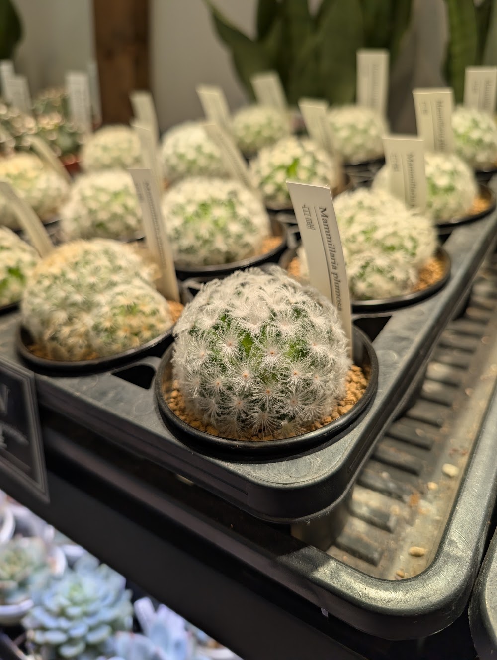 サボテン・マミラリアプルモサ（白星）|多肉植物専門店リュミエール葛飾店_20260805