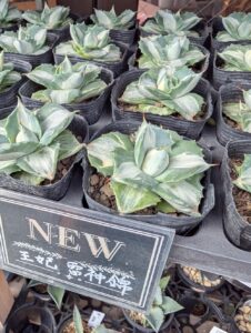 東京でエケベリアがたくさん並ぶ無人販売店|多肉植物専門店リュミエール葛飾店_20260805