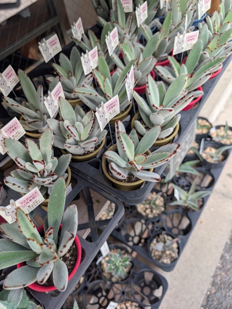 東京でエケベリアがたくさん並ぶ無人販売店|多肉植物専門店リュミエール葛飾店_20260805