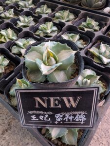 東京でエケベリアがたくさん並ぶ無人販売店|多肉植物専門店リュミエール葛飾店_20260805