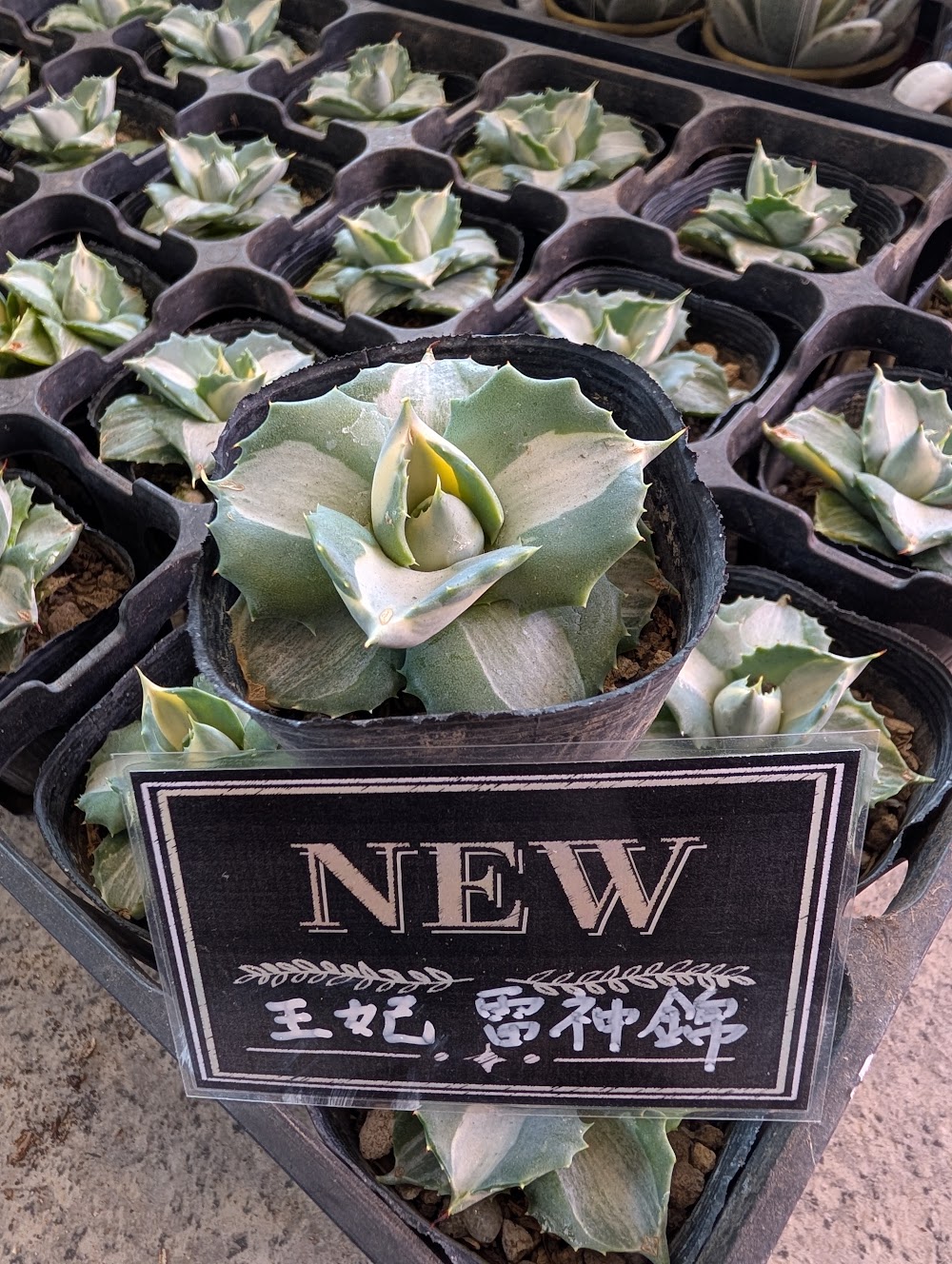 東京でエケベリアがたくさん並ぶ無人販売店|多肉植物専門店リュミエール葛飾店_20260805