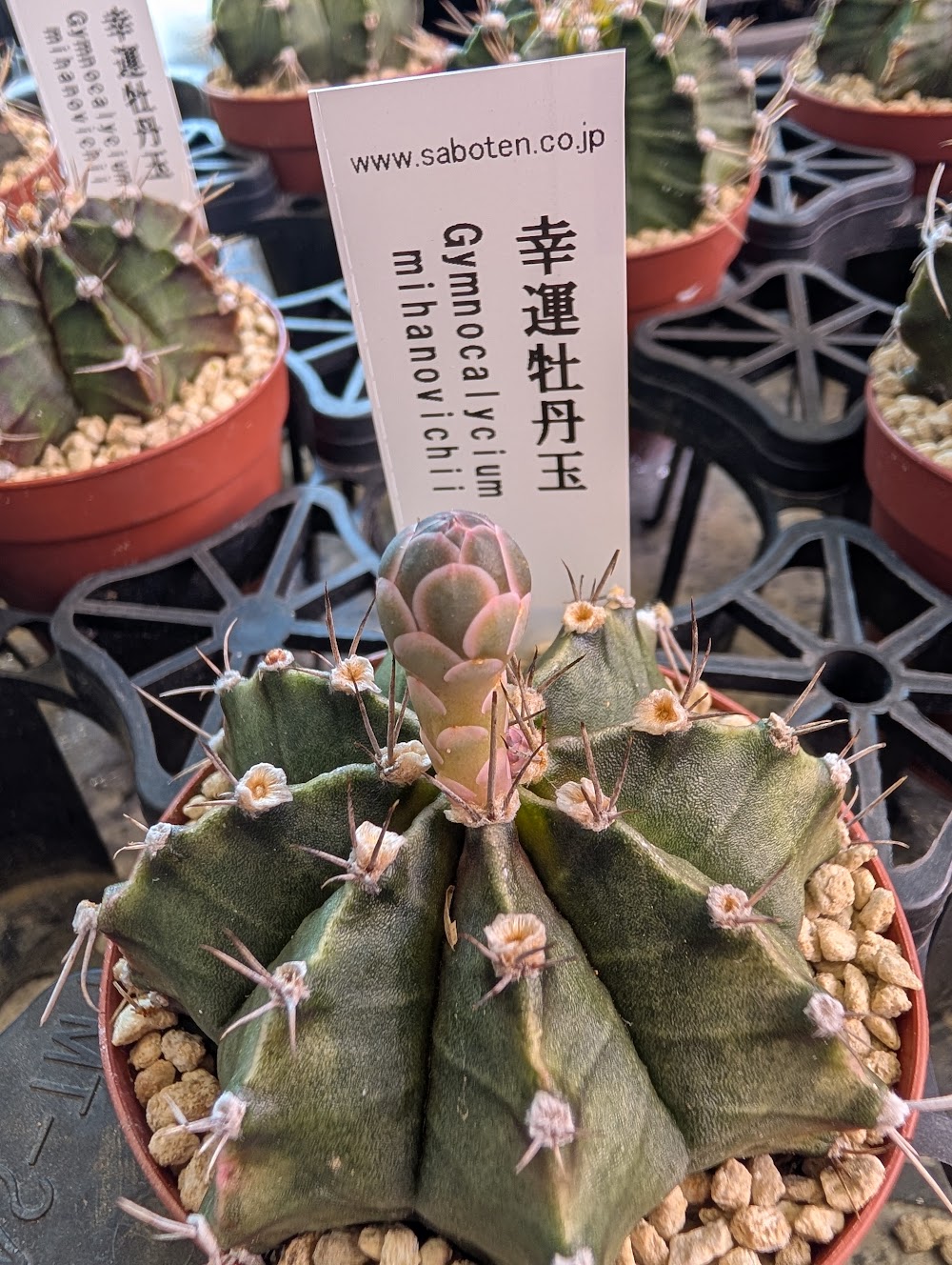 東京でエケベリアがたくさん並ぶ無人販売店|多肉植物専門店リュミエール葛飾店_20260805