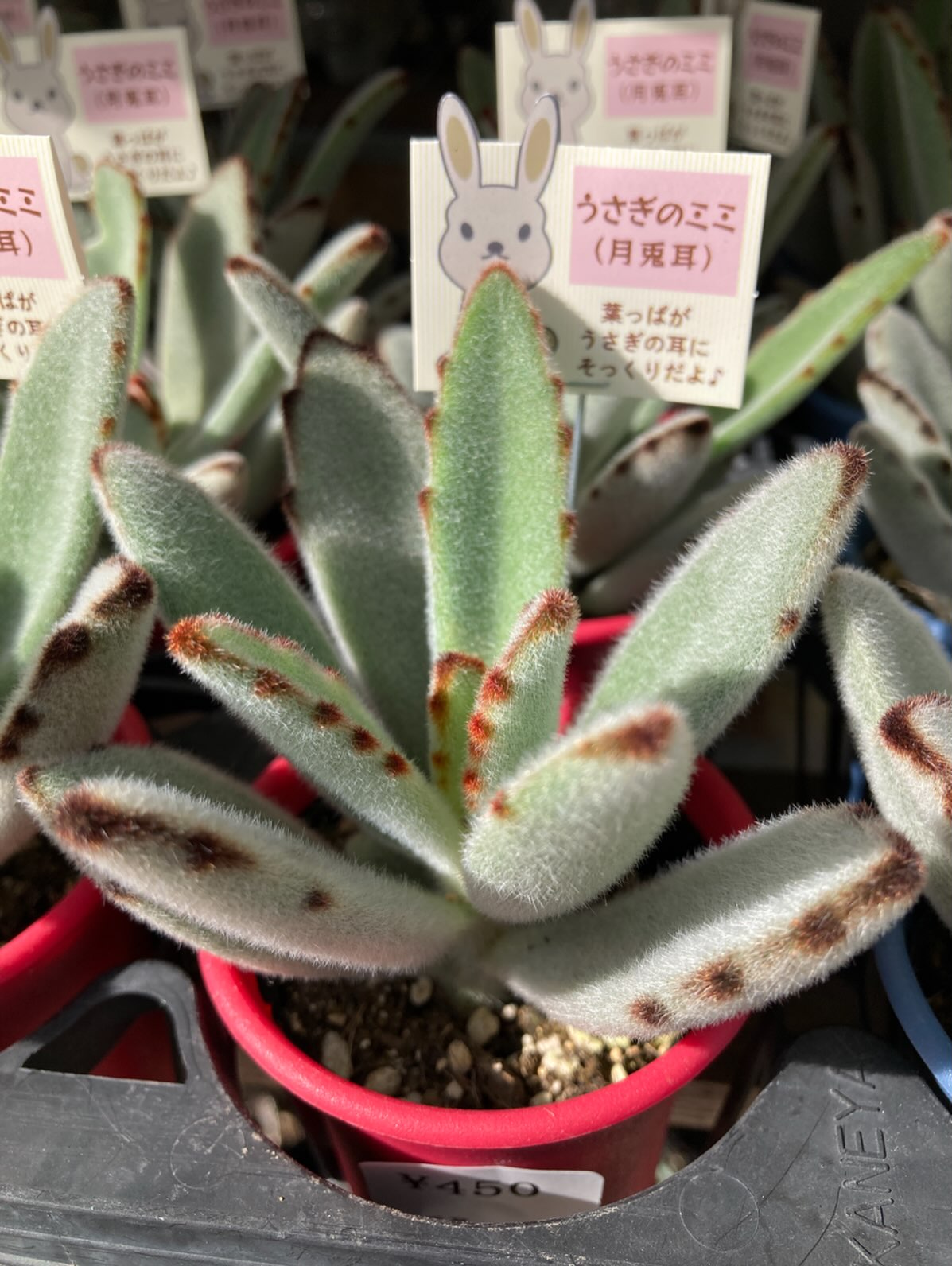 かわいいふわふわのカランコエ・月兎耳|多肉植物専門店リュミエール葛飾店_20260806
