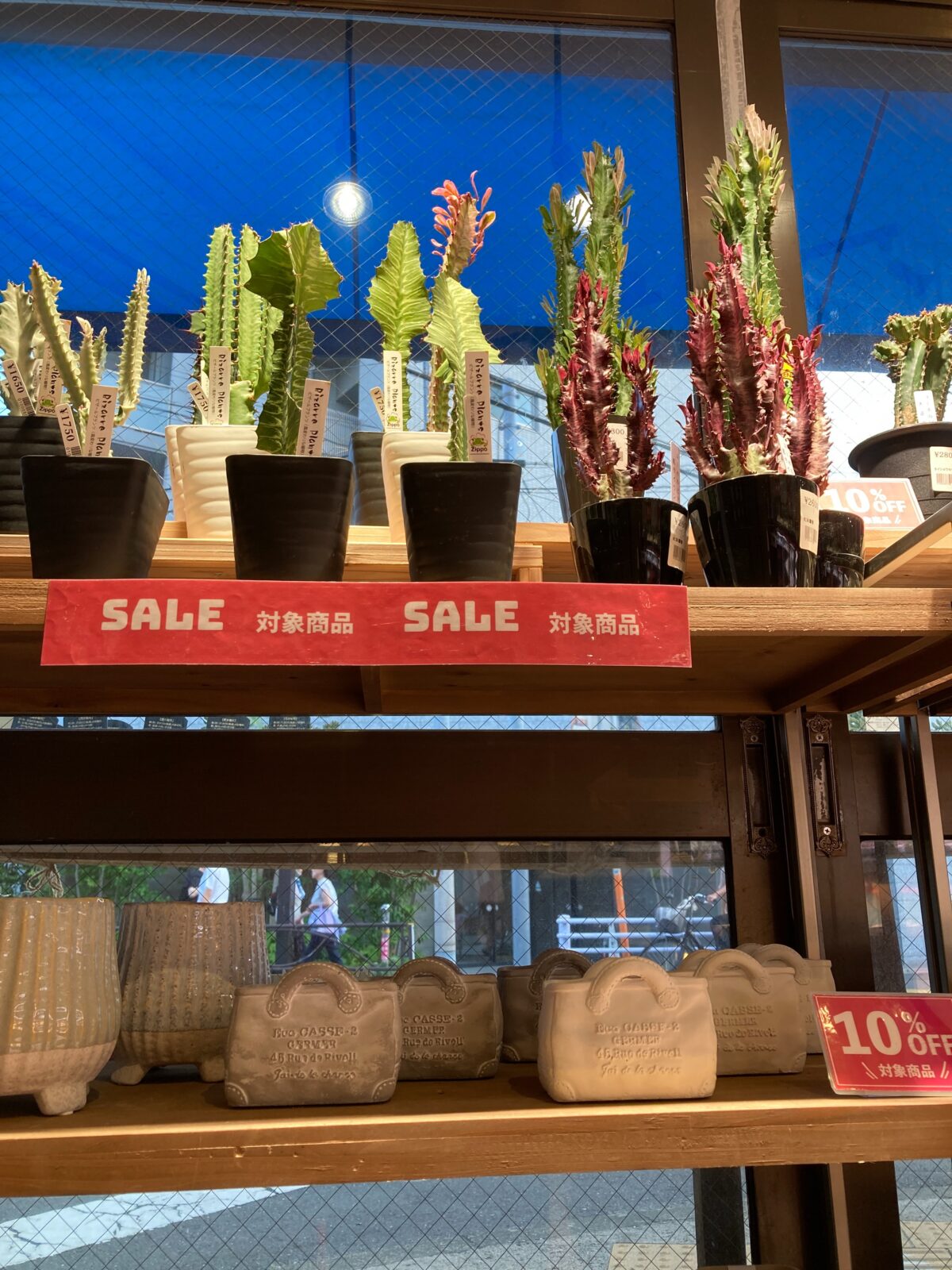 東京でエケベリアがたくさん並ぶ無人販売店|多肉植物専門店リュミエール葛飾店_20260810