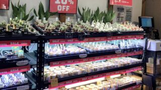 東京でエケベリアがたくさん並ぶ無人販売店|多肉植物専門店リュミエール葛飾店_20260811