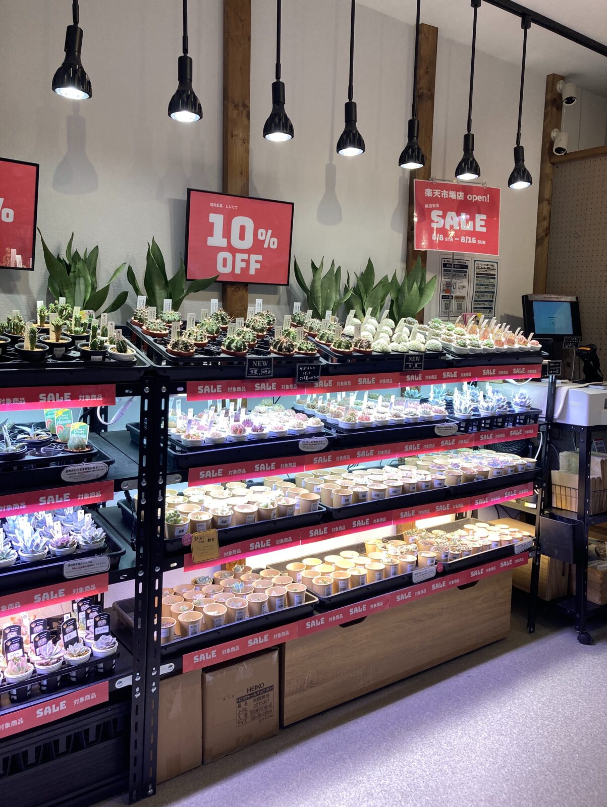 東京でエケベリアがたくさん並ぶ無人販売店|多肉植物専門店リュミエール葛飾店_20260811
