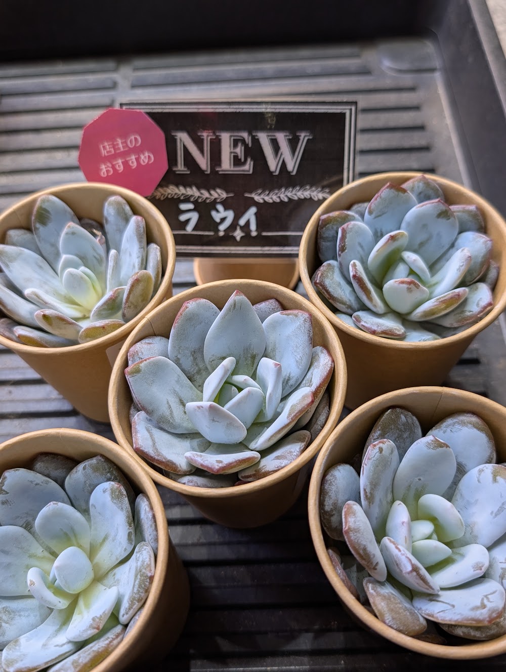 東京でエケベリアがたくさん並ぶ無人販売店|多肉植物専門店リュミエール葛飾店_20260812