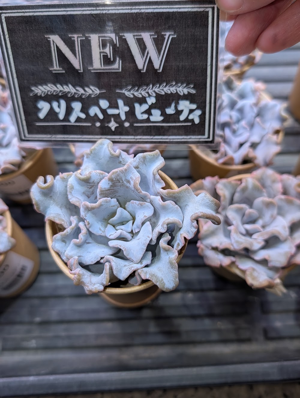 東京でエケベリアがたくさん並ぶ無人販売店|多肉植物専門店リュミエール葛飾店_20260812