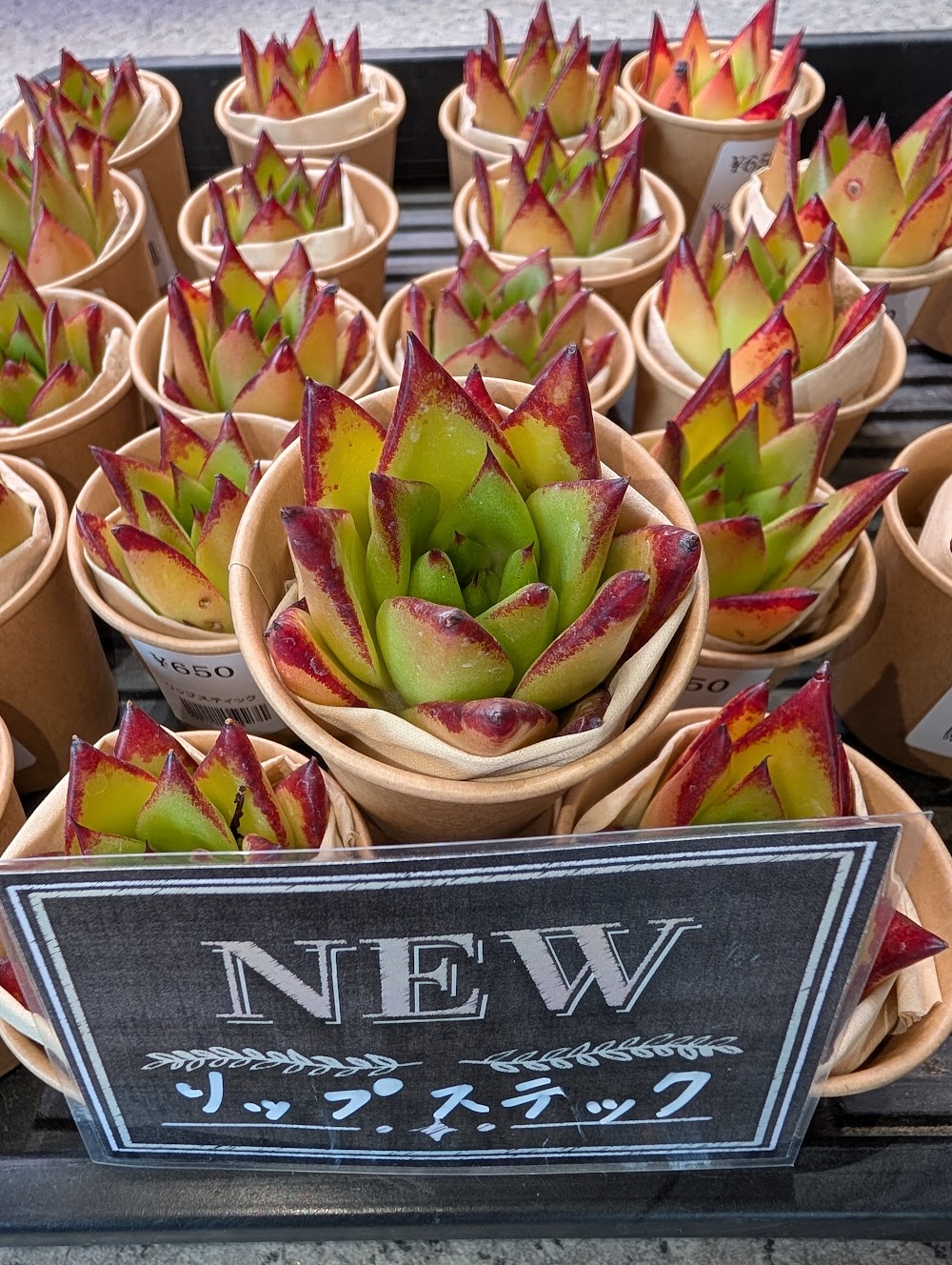 東京でエケベリアがたくさん並ぶ無人販売店|多肉植物専門店リュミエール葛飾店_20260812