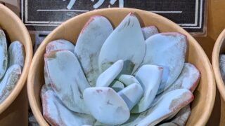 東京でエケベリアがたくさん並ぶ無人販売店|多肉植物専門店リュミエール葛飾店_20260812