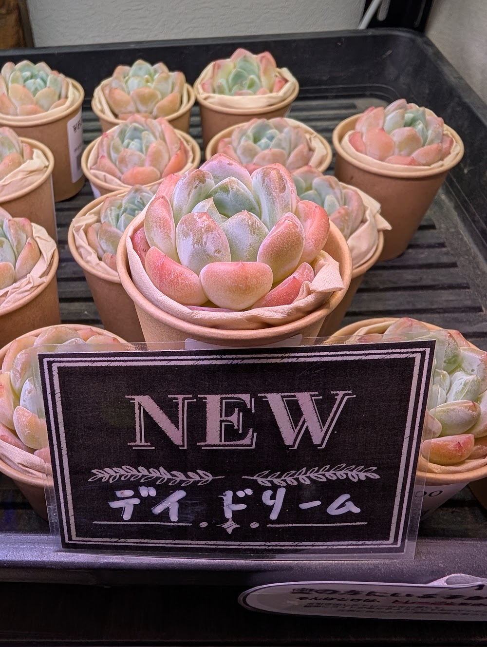 東京でエケベリアがたくさん並ぶ無人販売店|多肉植物専門店リュミエール葛飾店_20260812
