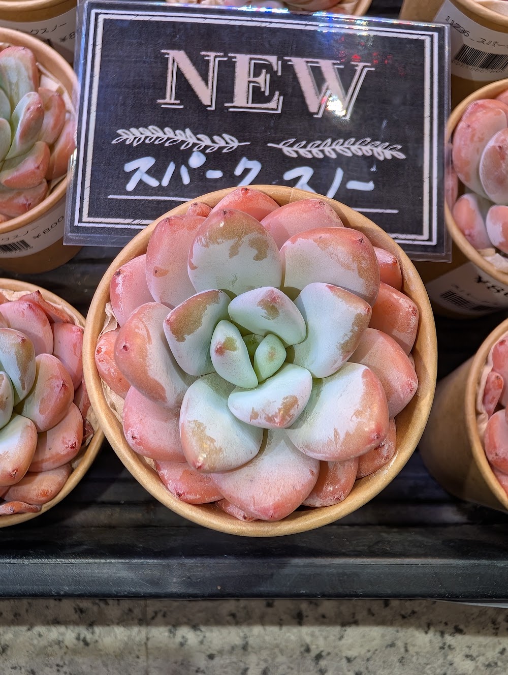 東京でエケベリアがたくさん並ぶ無人販売店|多肉植物専門店リュミエール葛飾店_20260812