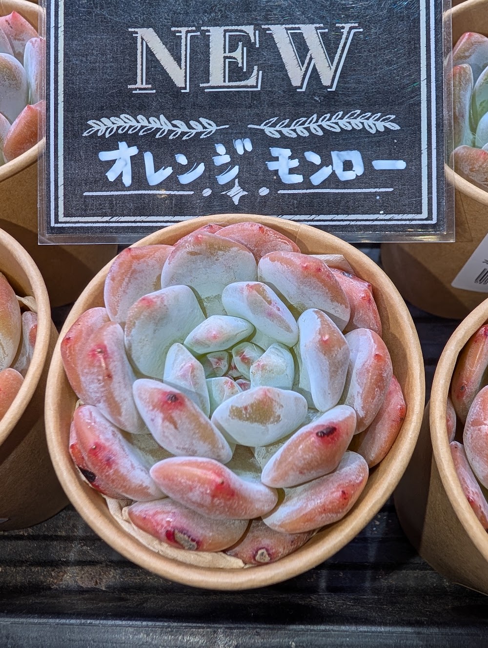 東京でエケベリアがたくさん並ぶ無人販売店|多肉植物専門店リュミエール葛飾店_20260812