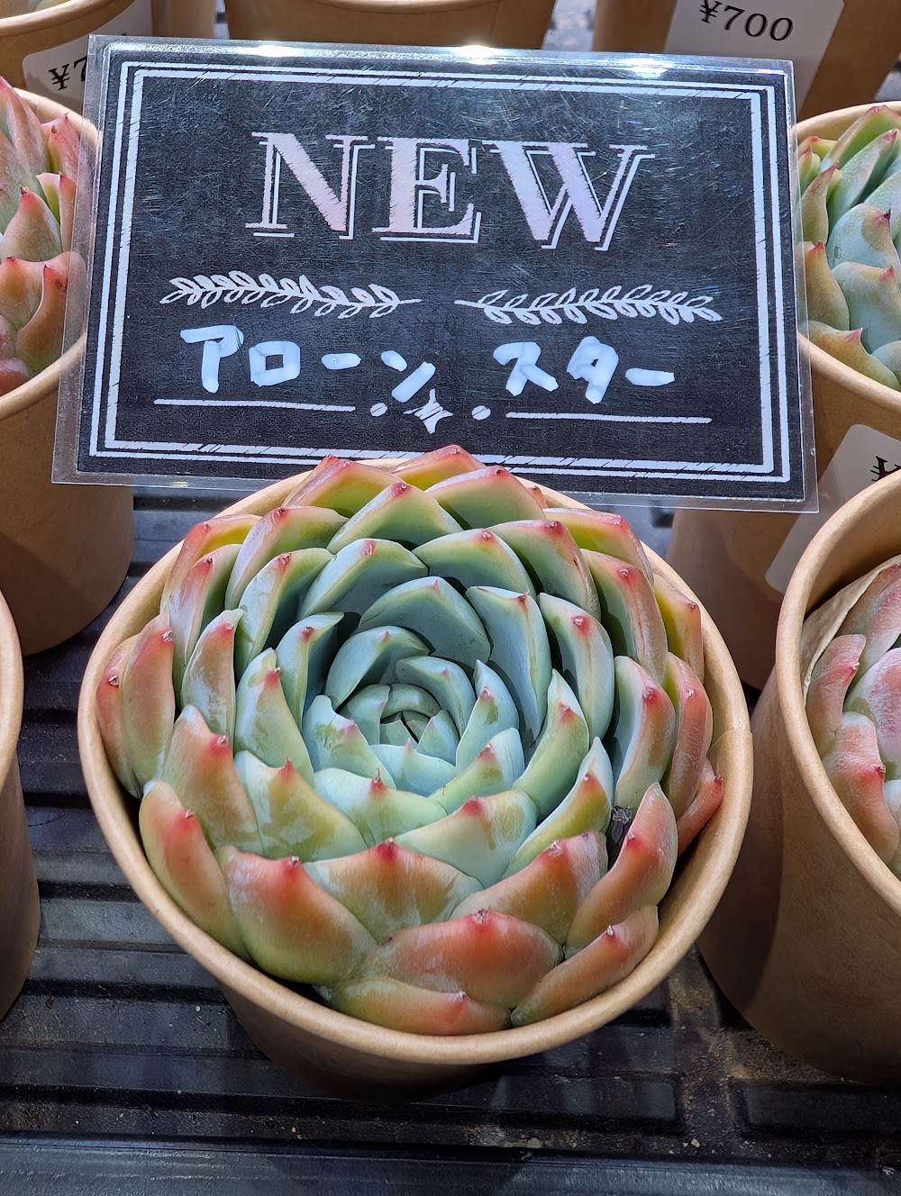東京でエケベリアがたくさん並ぶ無人販売店|多肉植物専門店リュミエール葛飾店_20260812