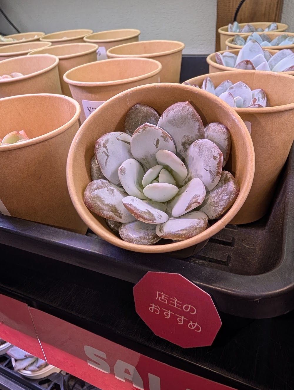 東京でエケベリアがたくさん並ぶ無人販売店|多肉植物専門店リュミエール葛飾店_20260812