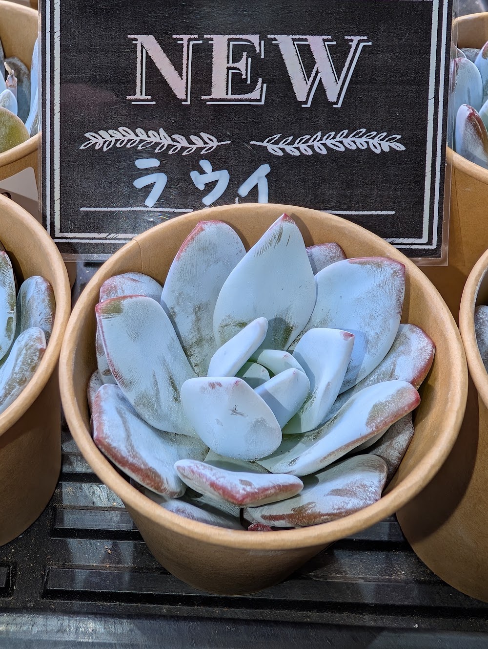 東京でエケベリアがたくさん並ぶ無人販売店|多肉植物専門店リュミエール葛飾店_20260812