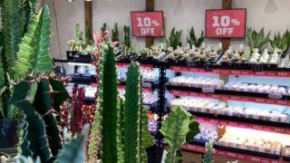 東京でエケベリアがたくさん並ぶ無人販売店|多肉植物専門店リュミエール葛飾店_20260813