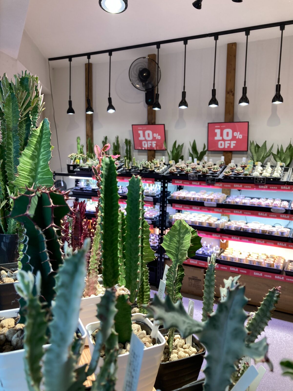 東京でエケベリアがたくさん並ぶ無人販売店|多肉植物専門店リュミエール葛飾店_20260813