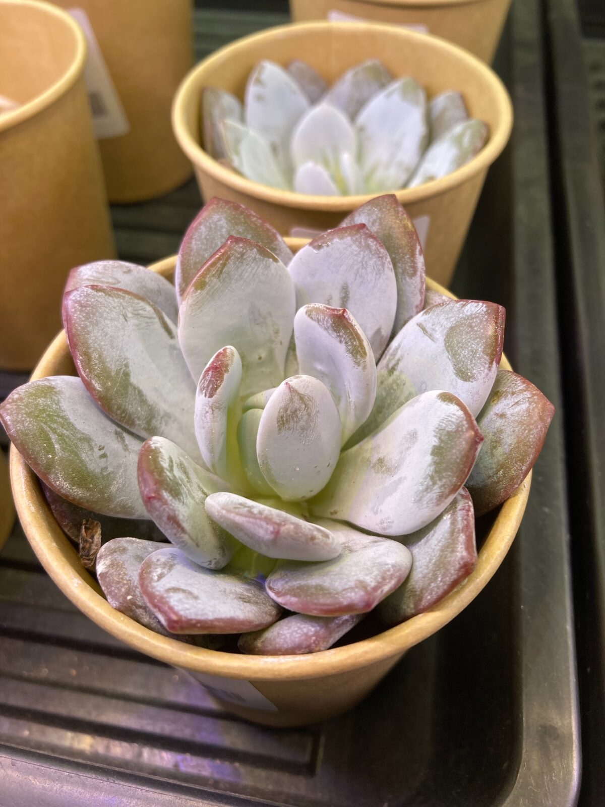東京でエケベリアがたくさん並ぶ無人販売店|多肉植物専門店リュミエール葛飾店_20260814