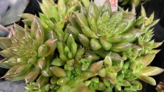 東京でエケベリアがたくさん並ぶ無人販売店|多肉植物専門店リュミエール葛飾店_20260814