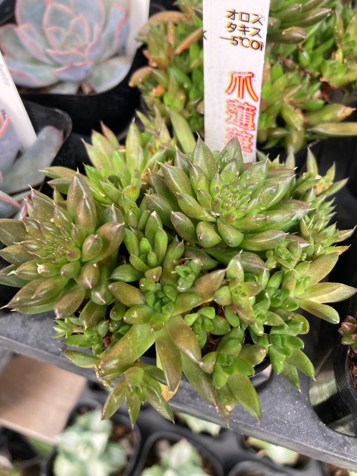 東京でエケベリアがたくさん並ぶ無人販売店|多肉植物専門店リュミエール葛飾店_20260814
