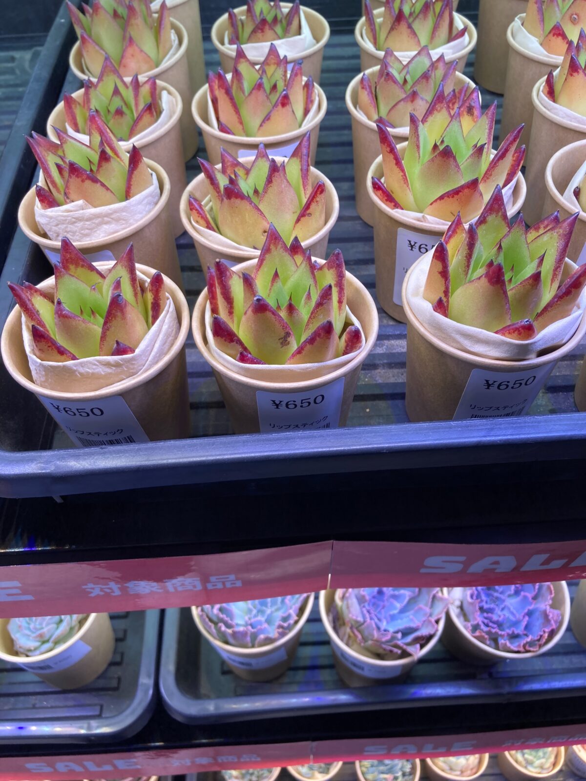 東京でエケベリアがたくさん並ぶ無人販売店|多肉植物専門店リュミエール葛飾店_20260815