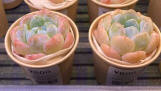 東京でエケベリアがたくさん並ぶ無人販売店|多肉植物専門店リュミエール葛飾店_20260815