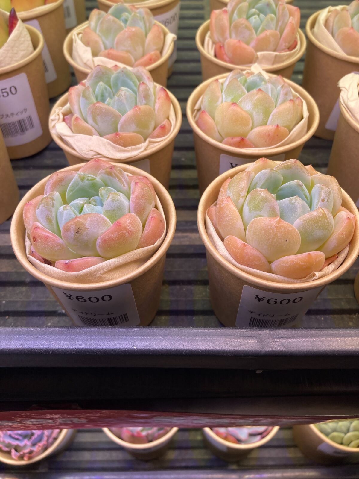 東京でエケベリアがたくさん並ぶ無人販売店|多肉植物専門店リュミエール葛飾店_20260815