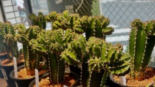 東京でエケベリアがたくさん並ぶ無人販売店|多肉植物専門店リュミエール葛飾店_20260816