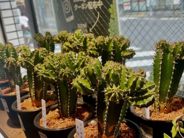 東京でエケベリアがたくさん並ぶ無人販売店|多肉植物専門店リュミエール葛飾店_20260816
