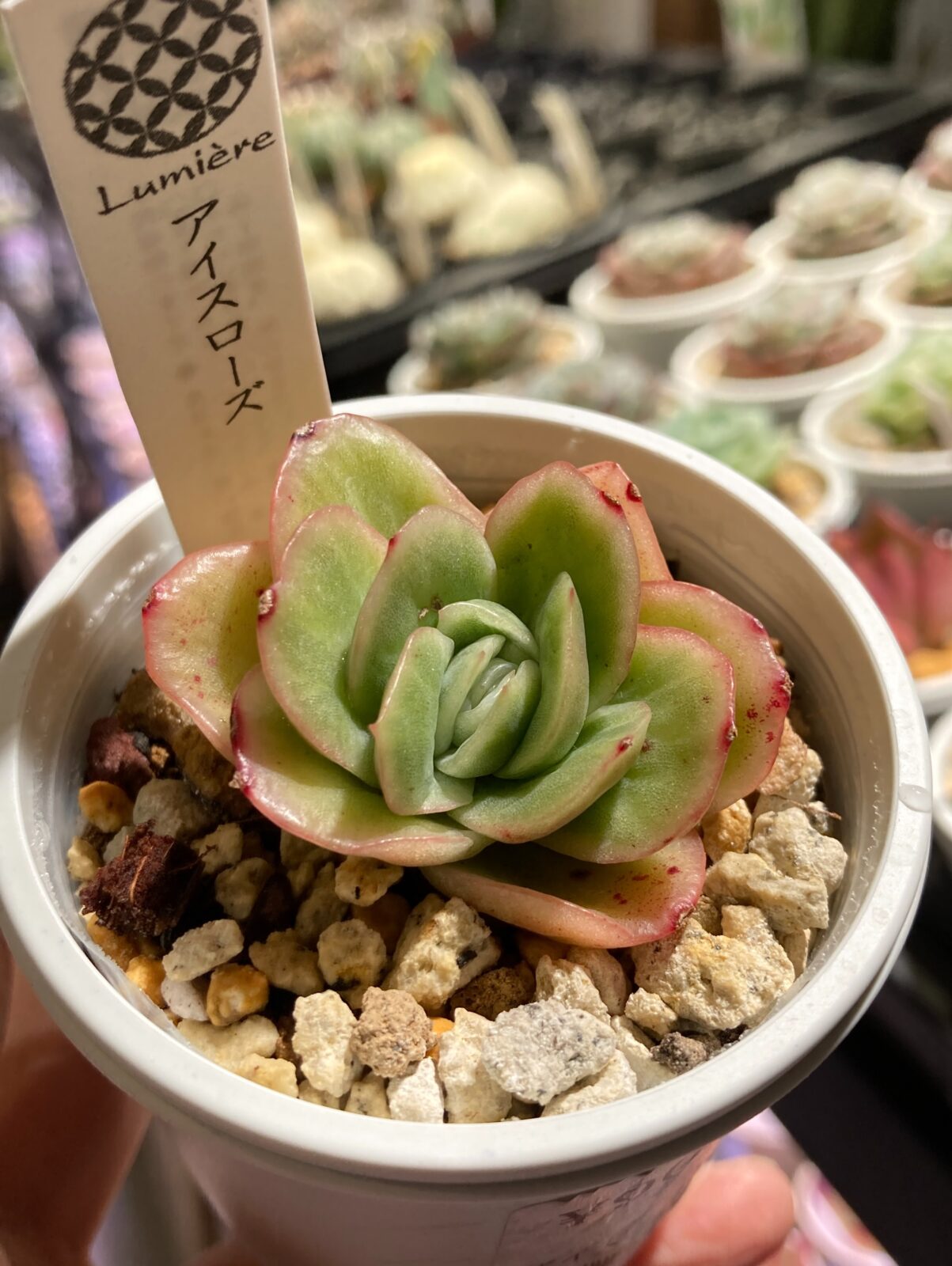 東京でエケベリアがたくさん並ぶ無人販売店|多肉植物専門店リュミエール葛飾店_20260817