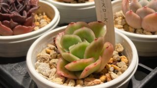 東京でエケベリアがたくさん並ぶ無人販売店|多肉植物専門店リュミエール葛飾店_20260817