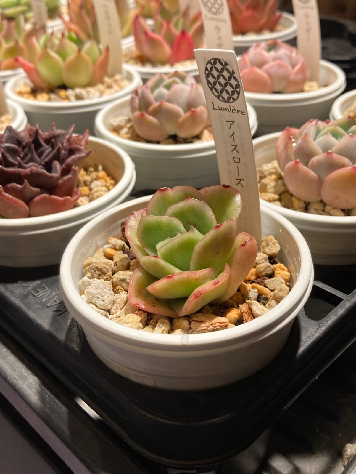 東京でエケベリアがたくさん並ぶ無人販売店|多肉植物専門店リュミエール葛飾店_20260817