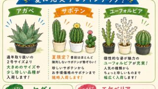 東京でエケベリアがたくさん並ぶ無人販売店|多肉植物専門店リュミエール葛飾店_20260818