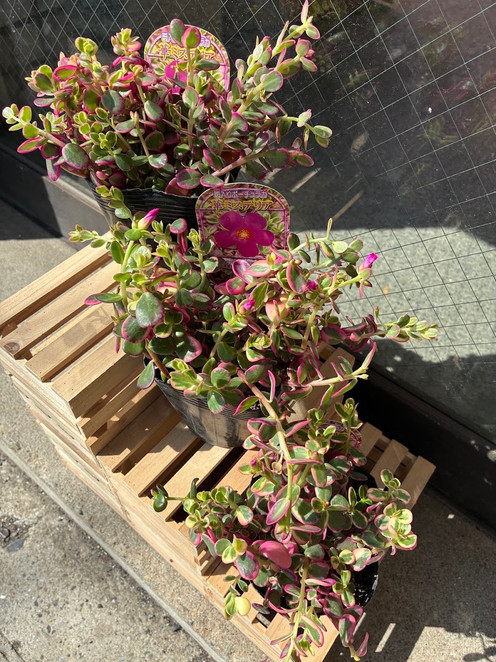 東京でエケベリアがたくさん並ぶ無人販売店|多肉植物専門店リュミエール葛飾店_20260819
