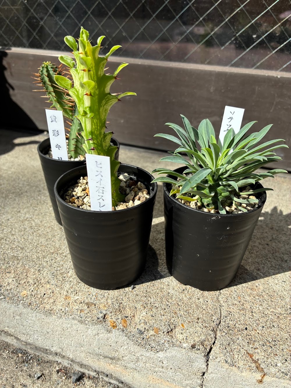 東京でエケベリアがたくさん並ぶ無人販売店|多肉植物専門店リュミエール葛飾店_20260819
