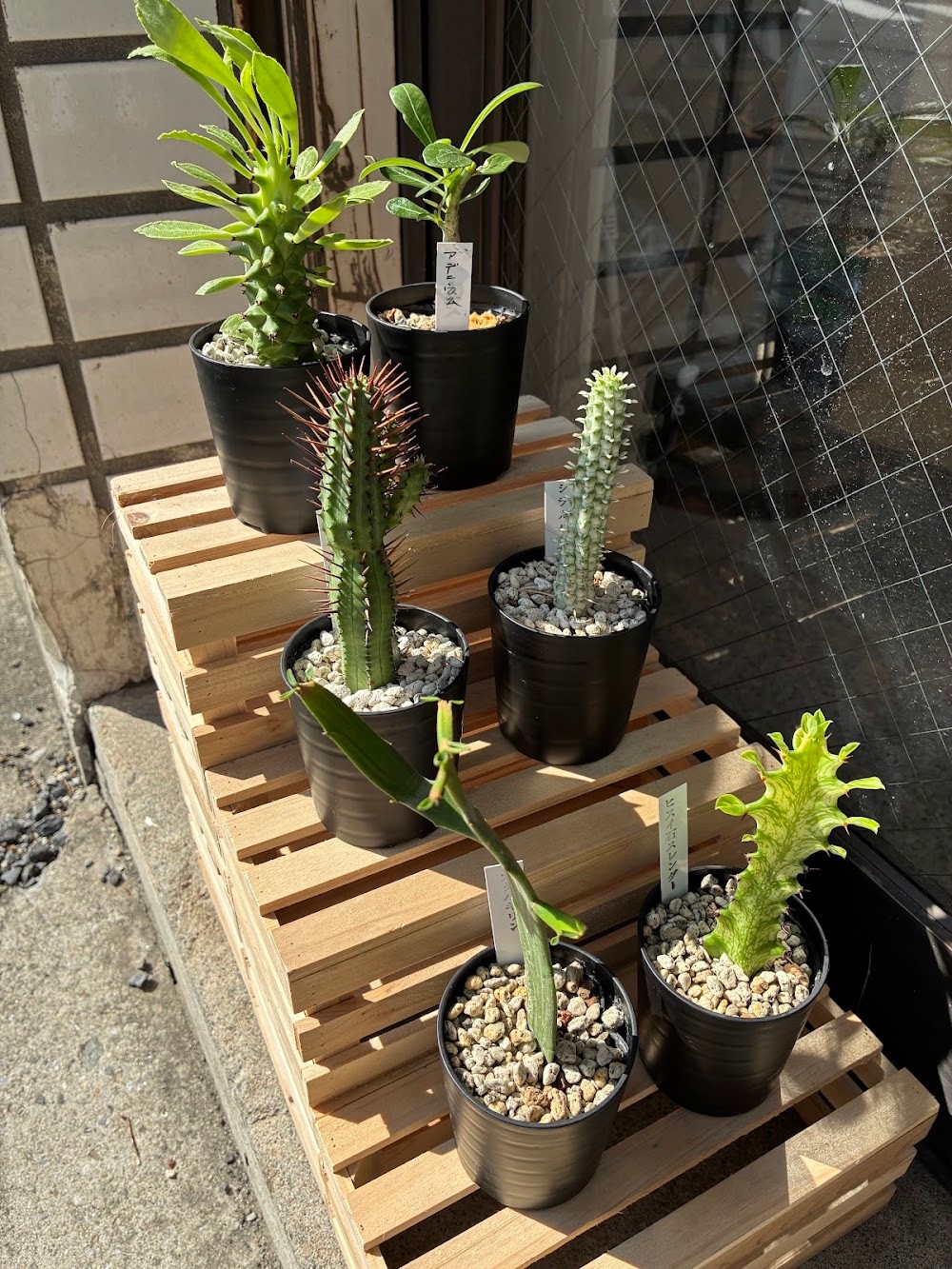 東京でエケベリアがたくさん並ぶ無人販売店|多肉植物専門店リュミエール葛飾店_20260819