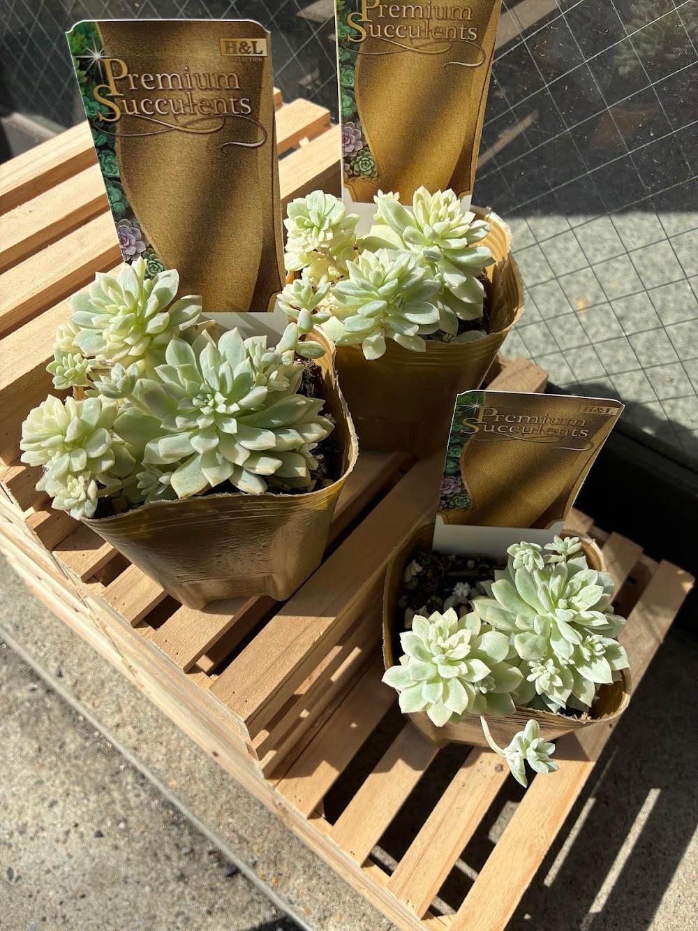 東京でエケベリアがたくさん並ぶ無人販売店|多肉植物専門店リュミエール葛飾店_20260819