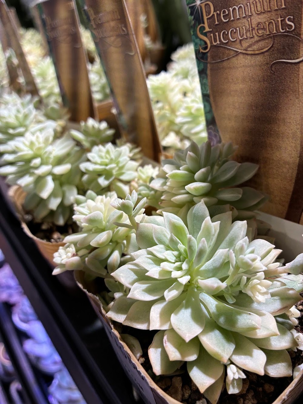 東京でエケベリアがたくさん並ぶ無人販売店|多肉植物専門店リュミエール葛飾店_20260819
