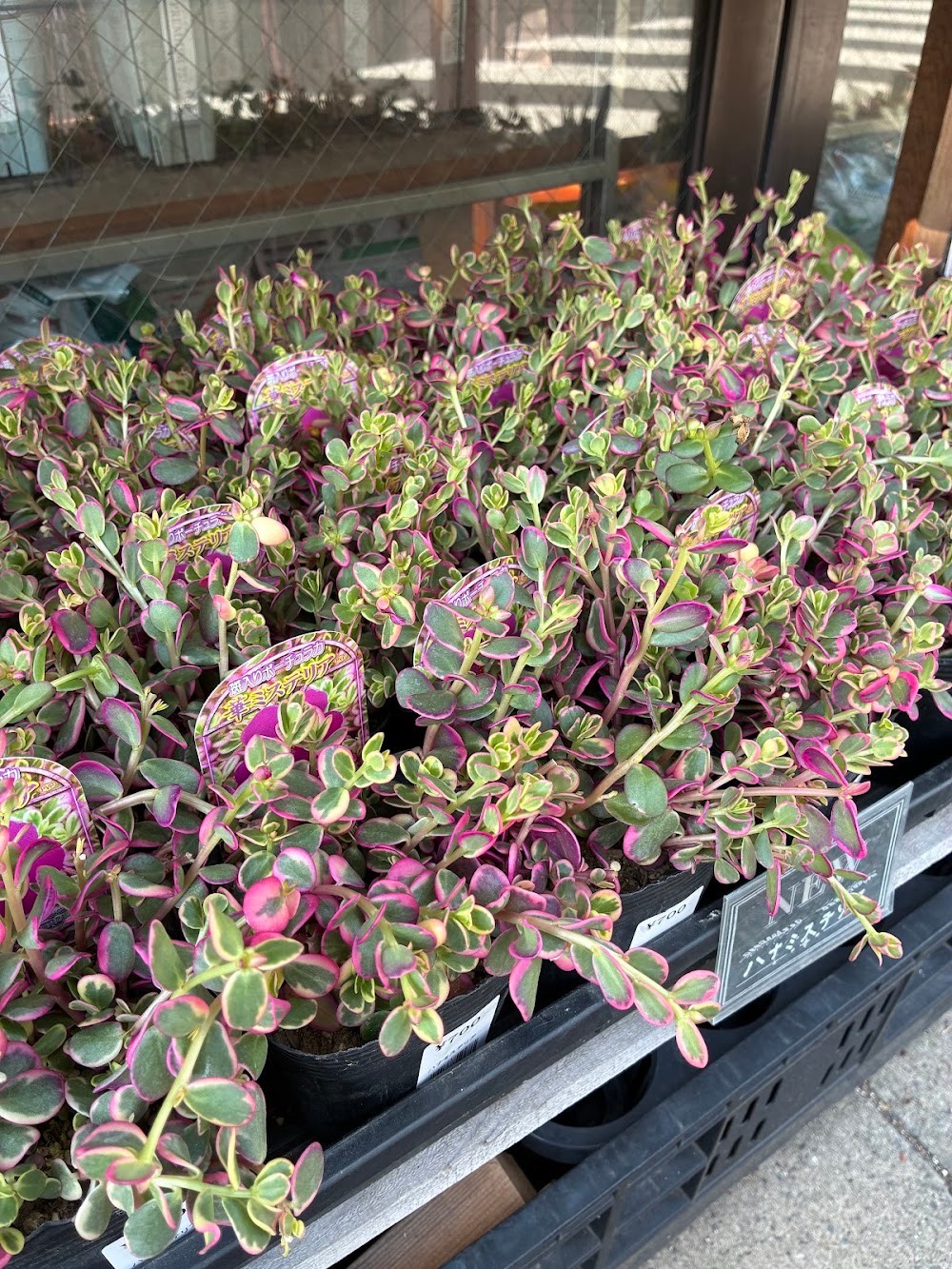 東京でエケベリアがたくさん並ぶ無人販売店|多肉植物専門店リュミエール葛飾店_20260819