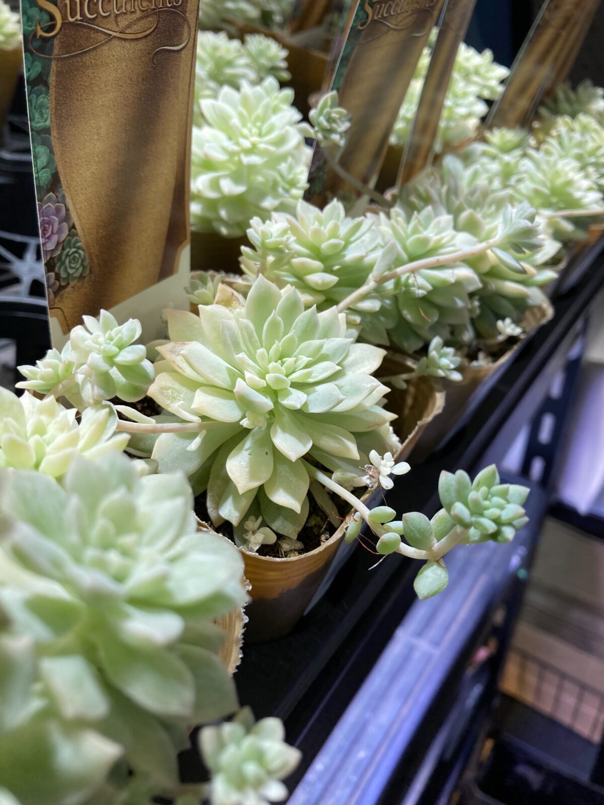 東京でエケベリアがたくさん並ぶ無人販売店|多肉植物専門店リュミエール葛飾店_20260820