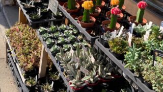 東京でエケベリアがたくさん並ぶ無人販売店|多肉植物専門店リュミエール葛飾店_20260820