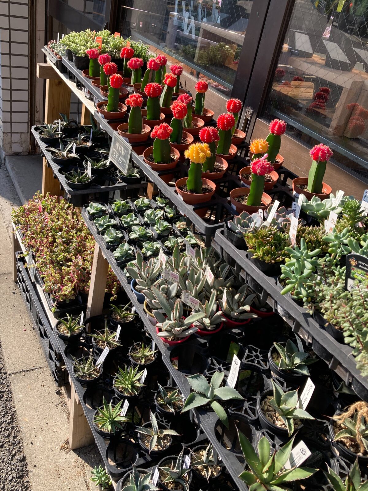 東京でエケベリアがたくさん並ぶ無人販売店|多肉植物専門店リュミエール葛飾店_20260820