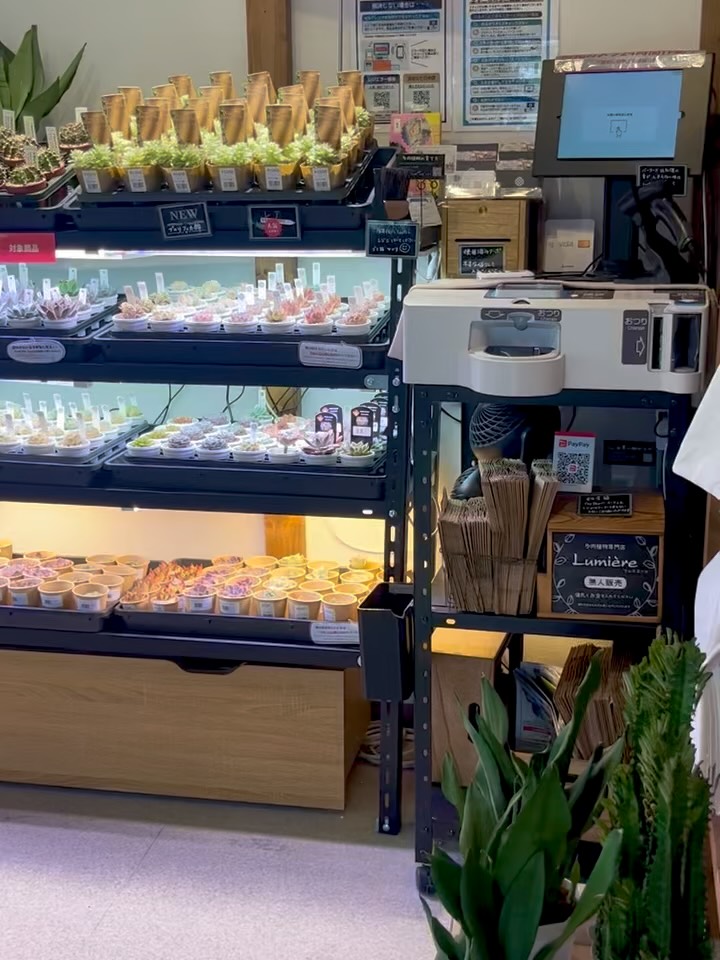 東京でエケベリアがたくさん並ぶ無人販売店|多肉植物専門店リュミエール葛飾店_20260822