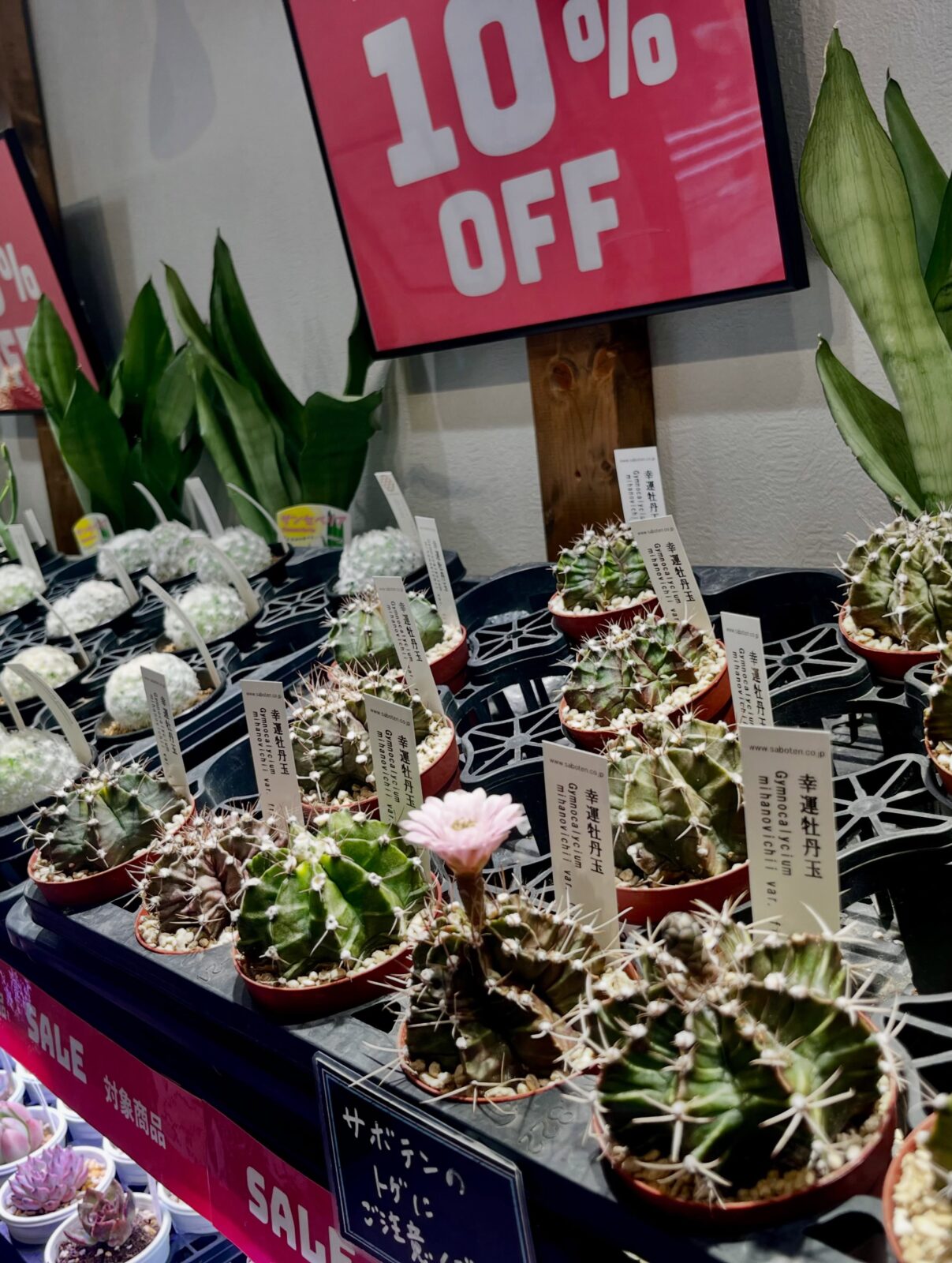 東京でエケベリアがたくさん並ぶ無人販売店|多肉植物専門店リュミエール葛飾店_20260823