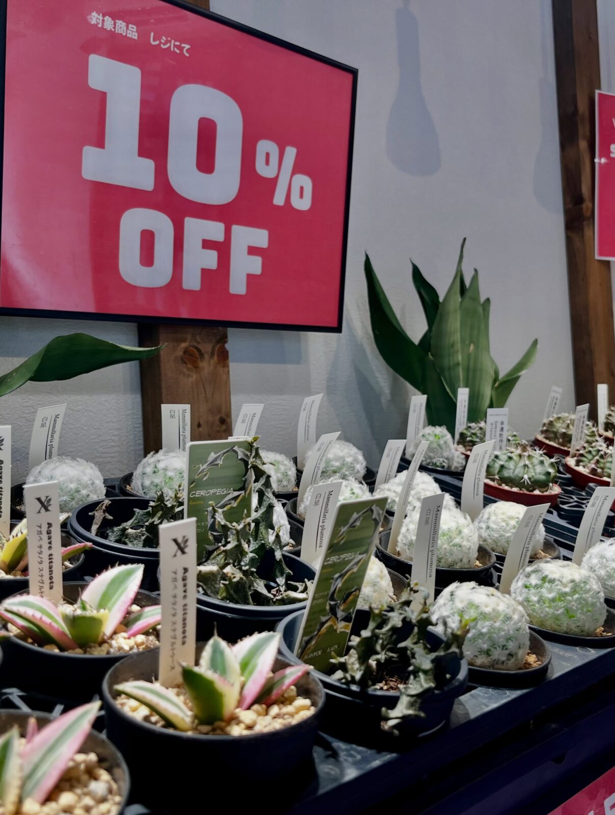 東京でエケベリアがたくさん並ぶ無人販売店|多肉植物専門店リュミエール葛飾店_20260823