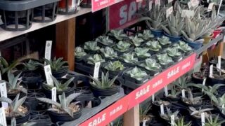 東京でエケベリアがたくさん並ぶ無人販売店|多肉植物専門店リュミエール葛飾店_20260823
