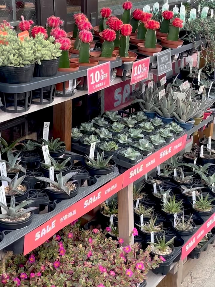 東京でエケベリアがたくさん並ぶ無人販売店|多肉植物専門店リュミエール葛飾店_20260823