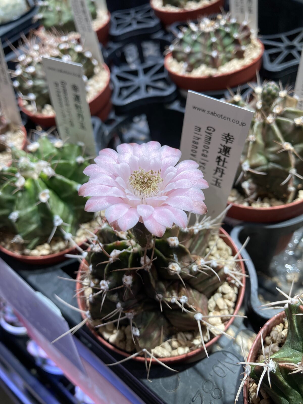 東京でエケベリアがたくさん並ぶ無人販売店|多肉植物専門店リュミエール葛飾店_20260824