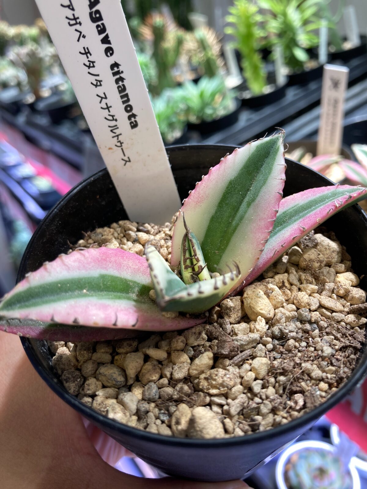 東京でエケベリアがたくさん並ぶ無人販売店|多肉植物専門店リュミエール葛飾店_20260824